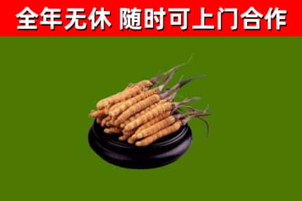 田东县回收冬虫夏草